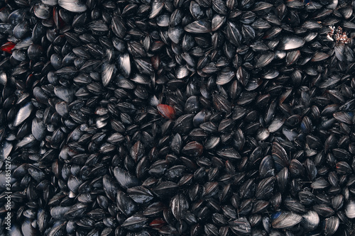 Mussels in their natural habitat. Colonies of mussels on the seashore. Food background.