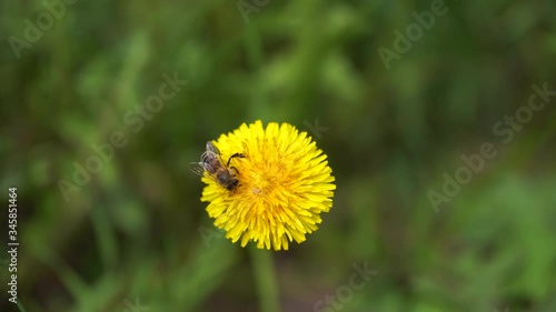 Wallpaper Mural Yellow dandelions with a bee. Honey bee collecting nectar from dandelion flower. Close up flowers yellow dandelions.Bright dandelion flowers on the background of green spring meadows Torontodigital.ca