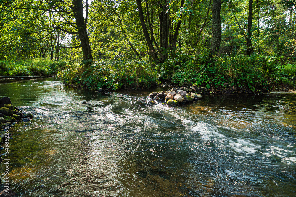 forest river in the Belarus forest river in the Belarus