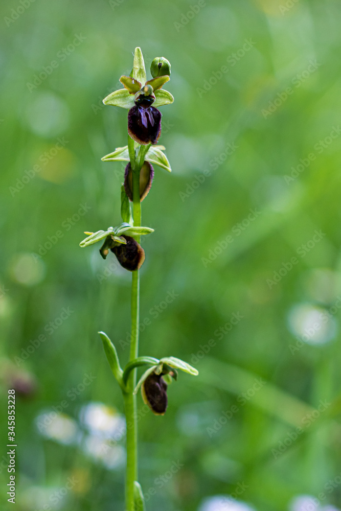 Obraz premium ophrys araignée