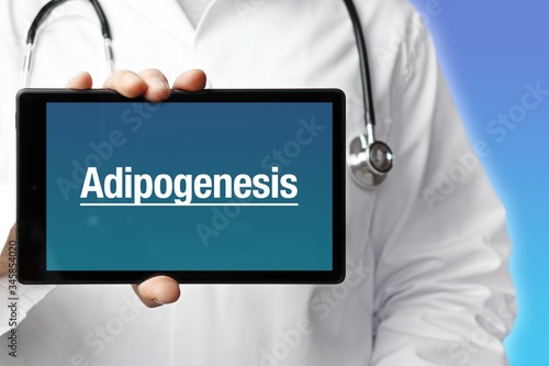 Adipogenesis. Doctor in smock holds up a tablet computer. The term Adipogenesis is in the display. Concept of disease, health, medicine photo