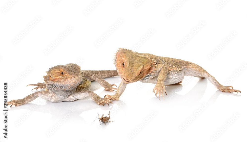 Fototapeta premium bearded dragons eating cricket