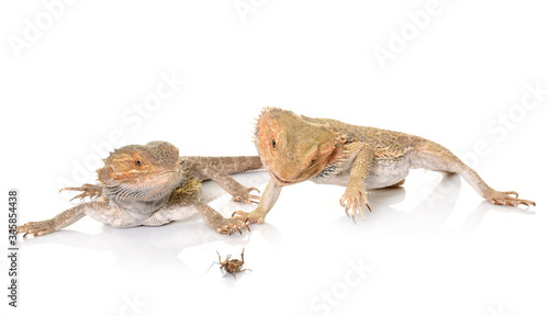 bearded dragons eating cricket