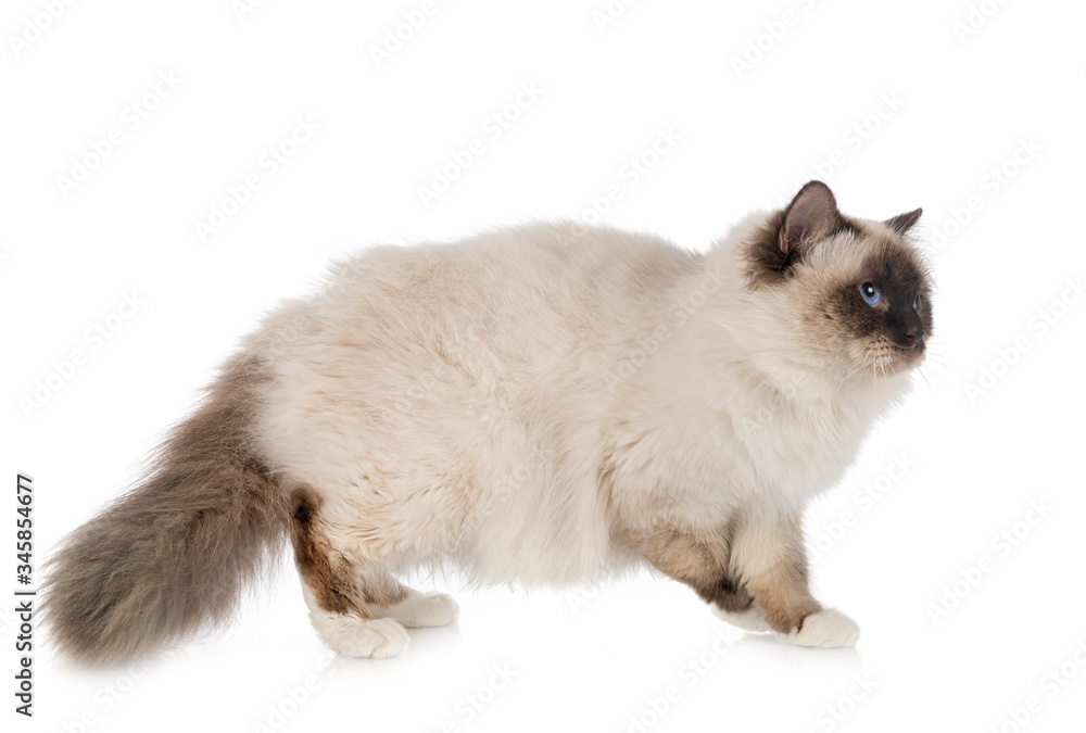 Obraz premium birman cat in studio