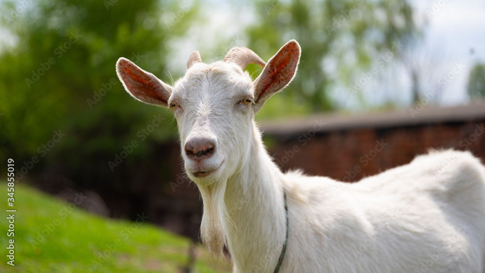 A goat grazes in the countryside. A tethered goat grazes on the lawn. A white goat was grazing in a meadow. A goat grazes in the countryside. A tethered goat grazes on the lawn. A white goat was grazing in a meadow.