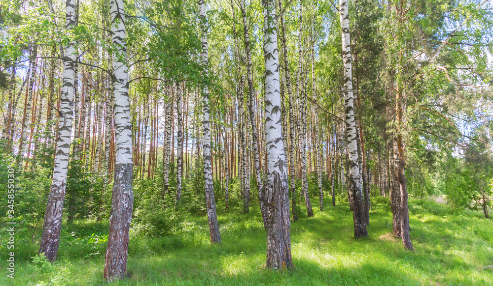 Fototapeta premium Summer birch grove