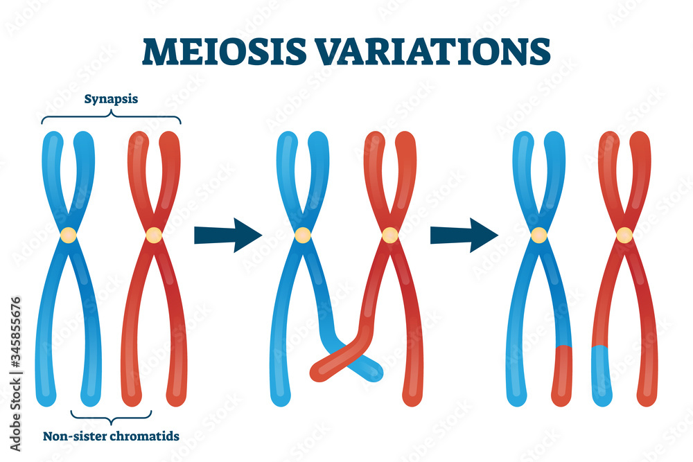 Meiosis variations vector illustration Educational genetic cell Biology Diagrams