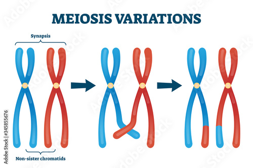 Meiosis variations vector illustration. Educational genetic cell division.