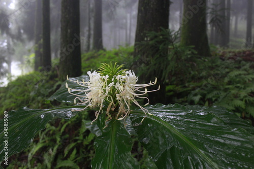 Wild spider lily flower in misty forest