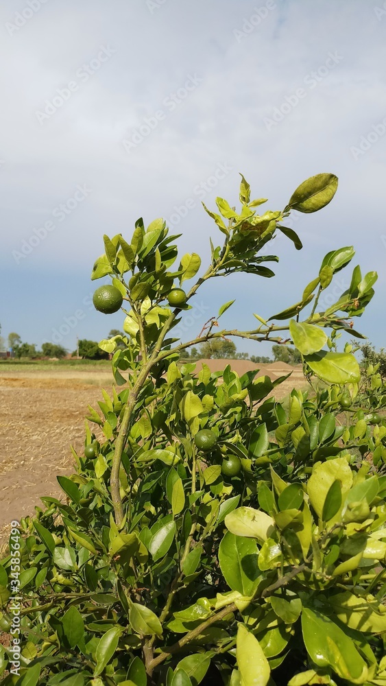 Obraz premium Lemon on the lamon trees with blur background