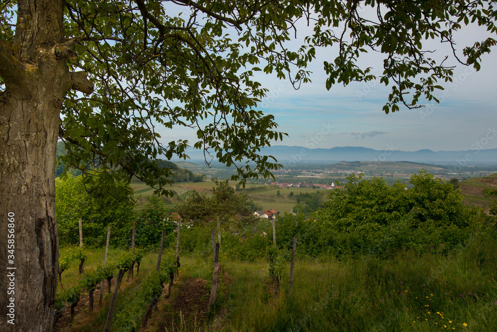 Frühling im kaiserstuhl bei Amoltern