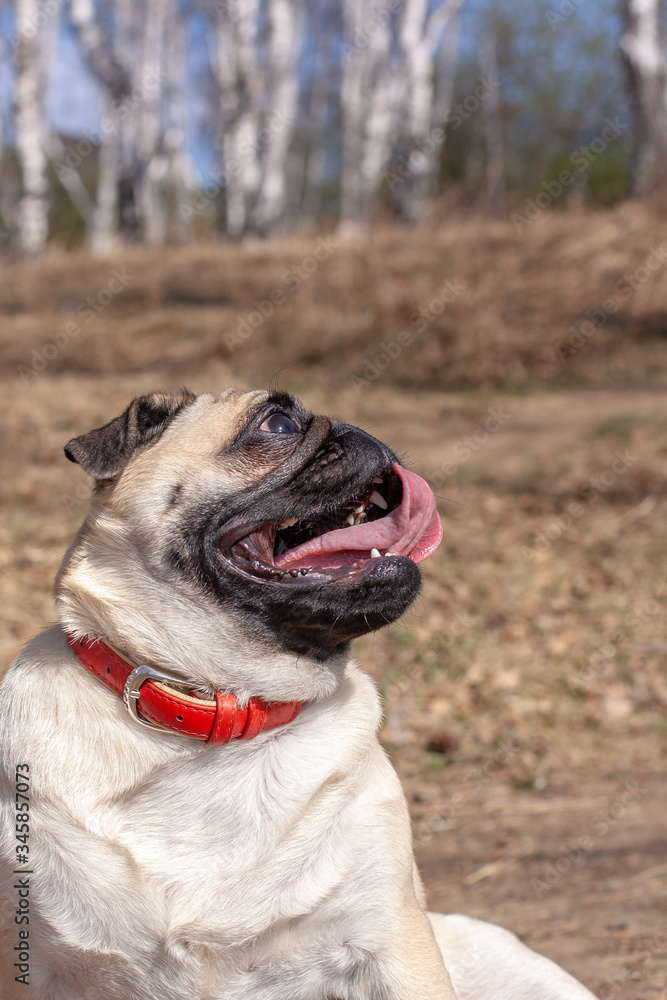 Funny pug face with sticking out tongue against the background of a blurred forest. The dog looks sideways and up. Red leather collar. Copy space. Vertical.