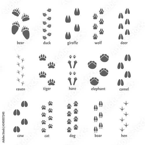 Foot track set. The chain of paws of an animal  bear  elephant  tiger  giraffe  cow  camel  cat  dog  wild boar  hen  duck  raven  hare  wide and narrow silhouette footprints. Vector graphics.