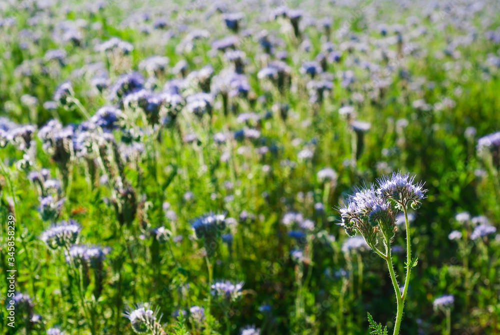 agricultural field of phacelia flowers agricultural field of phacelia flowers