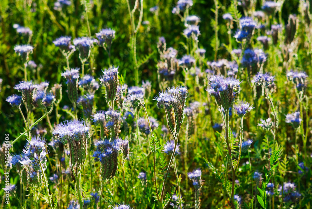 agricultural field of phacelia flowers agricultural field of phacelia flowers