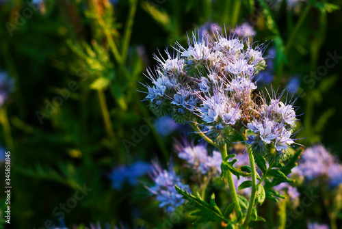 Phacelia agricultural field flowering at summer