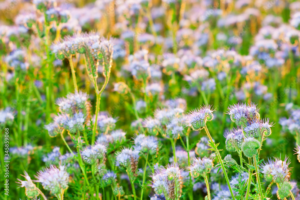 Obraz premium phacelia bee plant fields at sunset