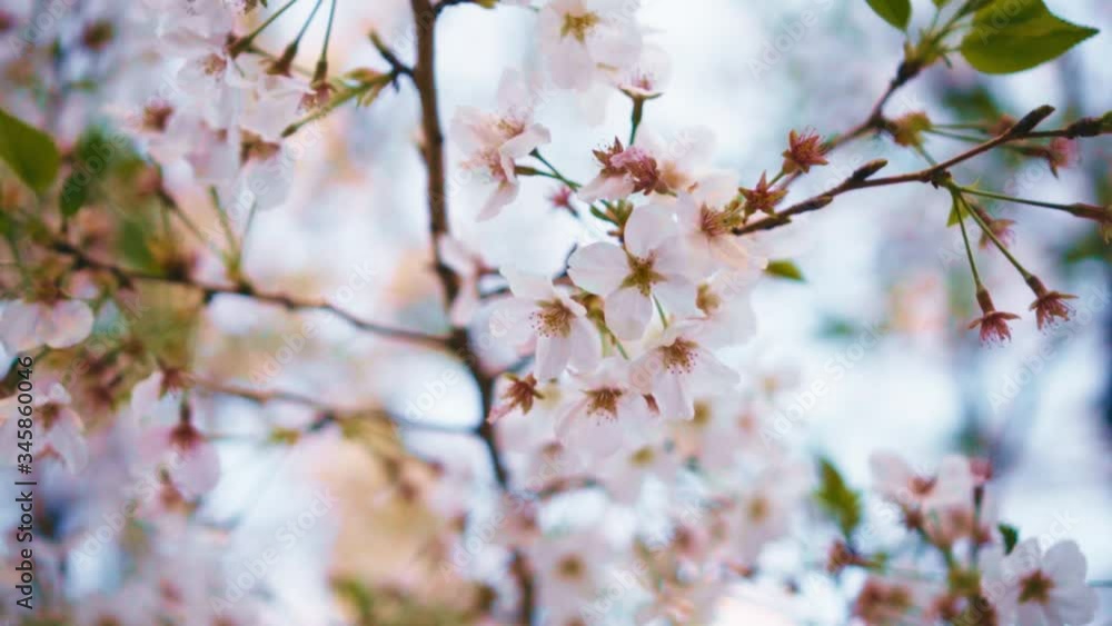 桜 桜