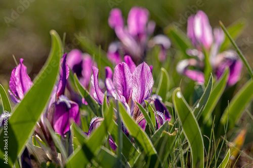 Delicious wild purple and lilac spring flowers surrounded by green leaves