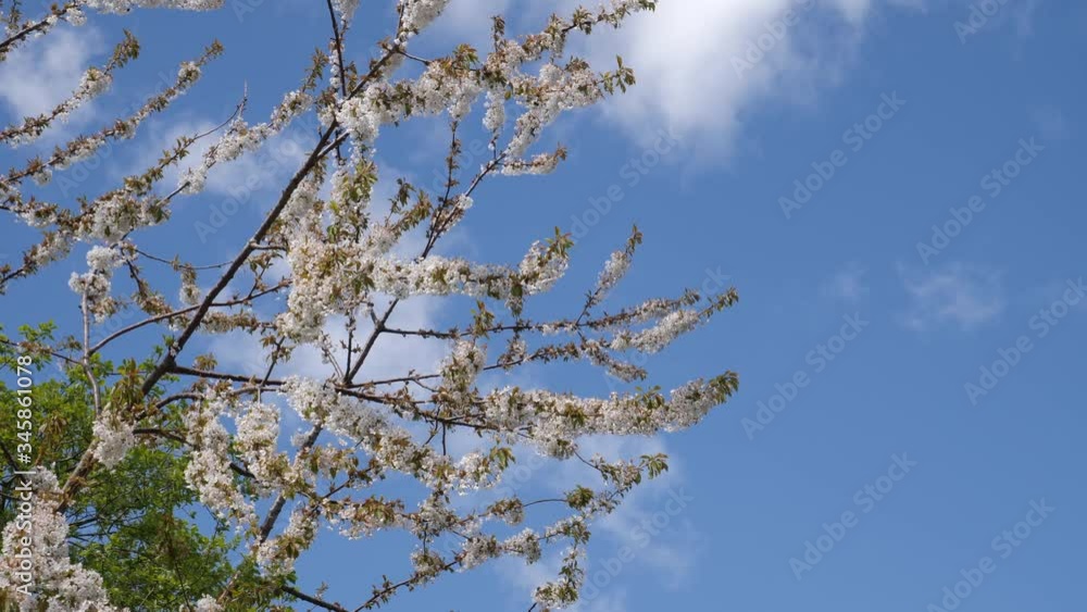 Springtime blossom 4K and a beautiful blue sky Springtime blossom 4K and a beautiful blue sky