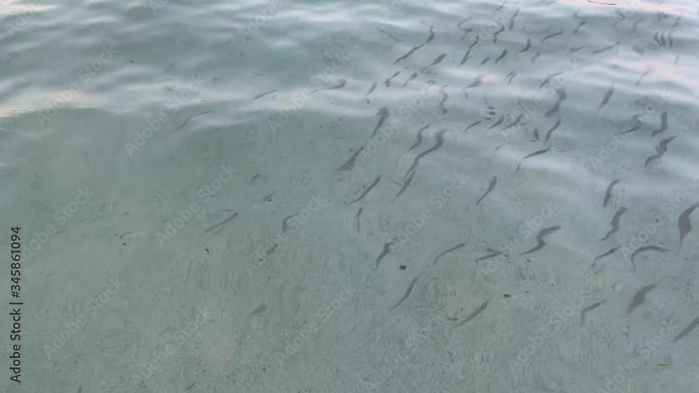 Crystal Clear Blue Water and Underwater Sea Little Fishes Crystal Clear Blue Water and Underwater Sea Little Fishes