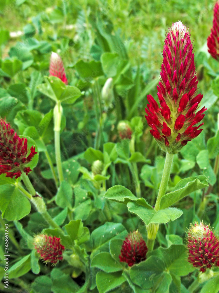 crimson clover with flower in spring in Germany crimson clover with flower in spring in Germany