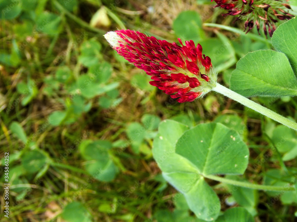 crimson clover with flower in spring in Germany crimson clover with flower in spring in Germany