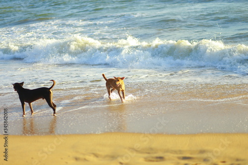 Dogs are playing on the beach - enjoy their freedom