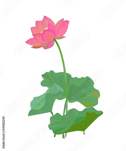 蓮　waterlily