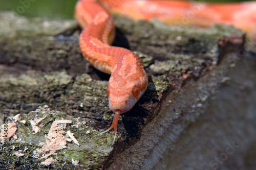 albino corn snake on wood log