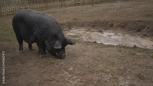 A Big Thick Pig Wanders In The Fence. 4K Footage photo