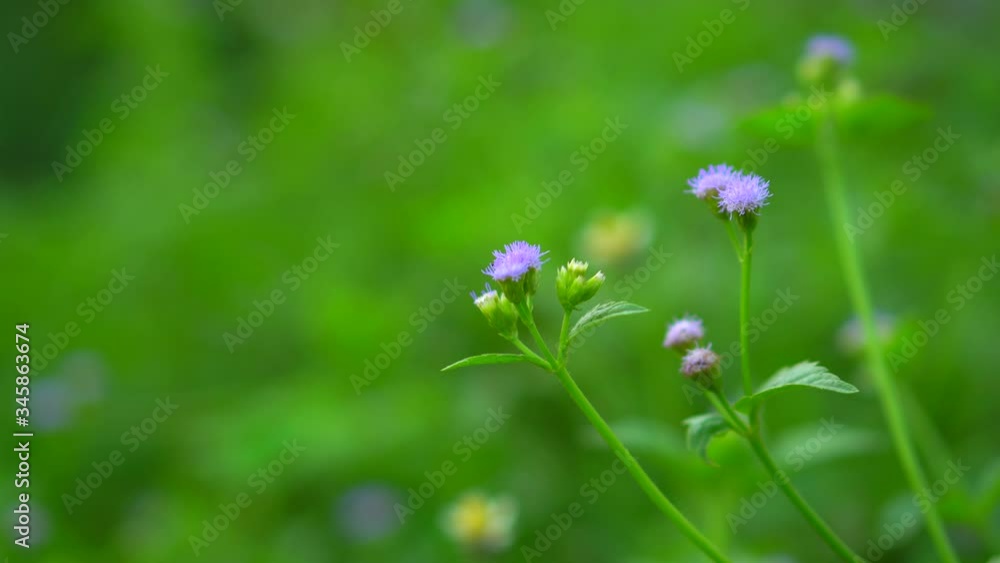 Beautiful natural spring flowers in green grass.