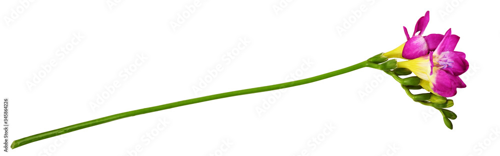 Pink and yellow freesia flower