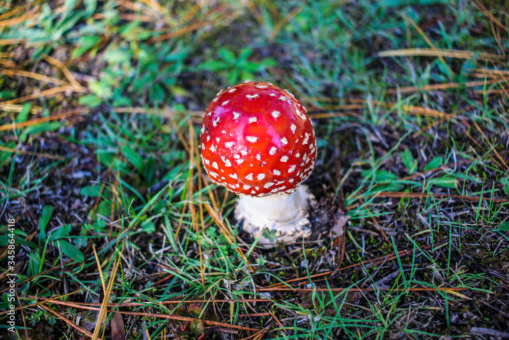 Red and white spotted Toadstool - Fly agaric mushrooms Red and white spotted Toadstool - Fly agaric mushrooms