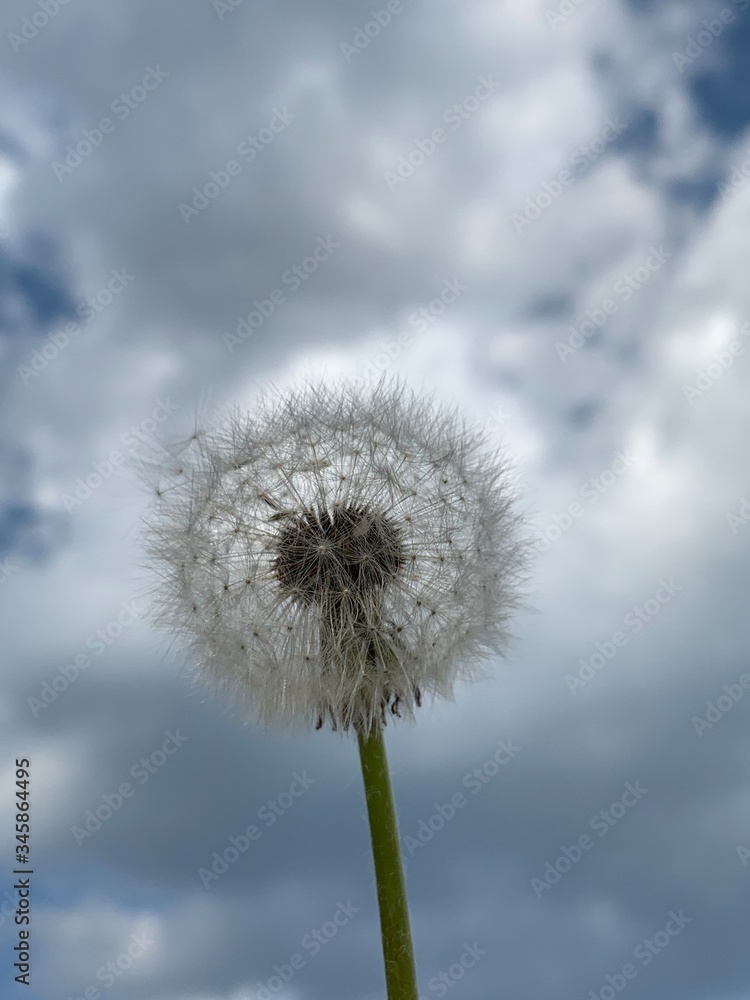 Photography of dandelion with blue sky in background Photography of dandelion with blue sky in background