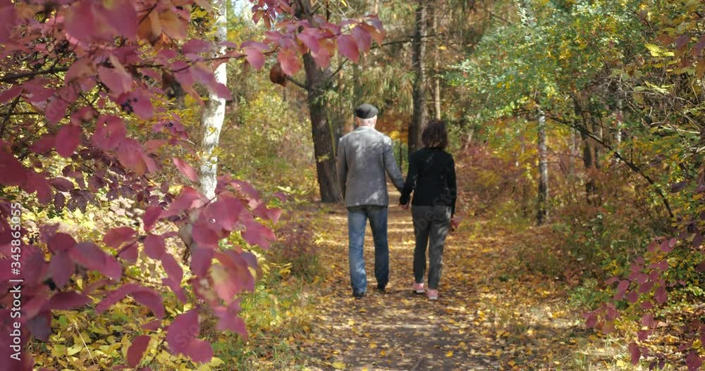 Active walk through cozy autumn forest in sunny weather of an elderly couple holding hands, shooting from behind the red leaves of bush. Retired husband and wife stroll among the trees of the forest. Active walk through cozy autumn forest in sunny weather of an elderly couple holding hands, shooting from behind the red leaves of bush. Retired husband and wife stroll among the trees of the forest.