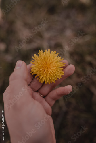 The hand of a young woman touches a yellow wildflower.