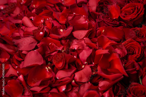 Fototapeta Naklejka Na Ścianę i Meble -  Background of red rose petals.