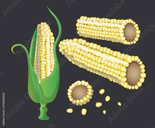 Stock vector illustration. The vegetable. Set. Corn painted on a dark background. One swing of corn in leaves, two swing of peeled, a piece of swing is cut off next to it and corn grains lie
