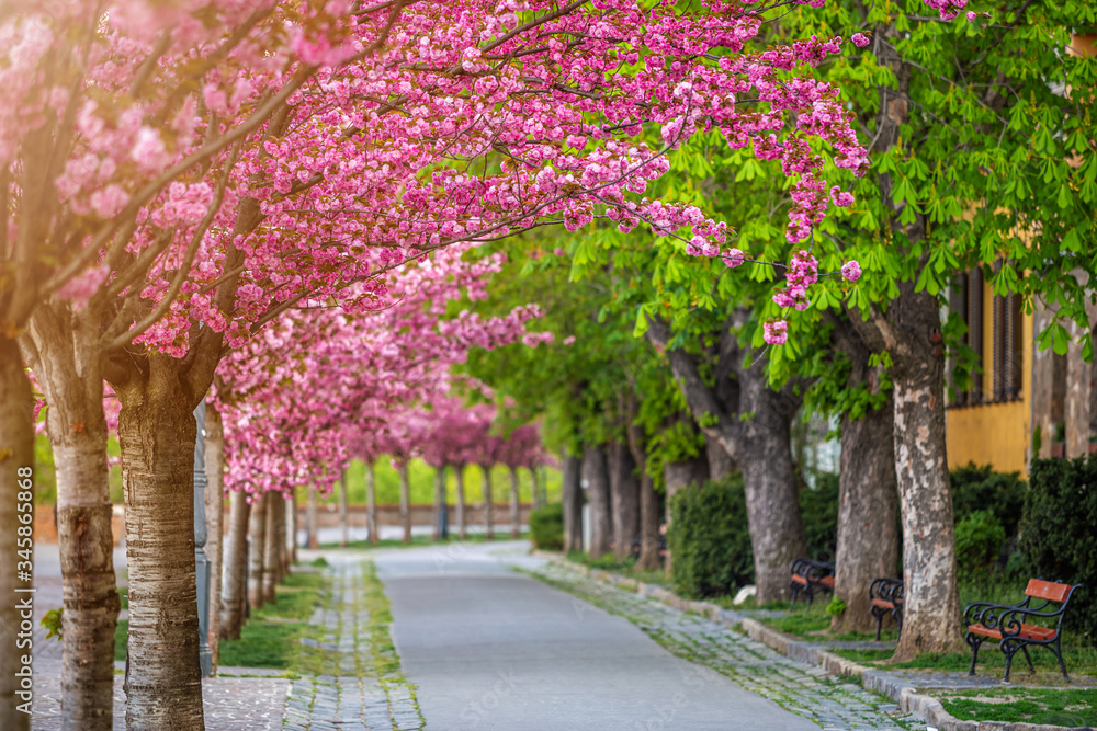 Budapest, Hungary - Blooming pink japanese cherry trees at the empty Arpad Toth Promenade (Toth Arpad Setany) at Buda Castle District on a warm, sunny spring morning