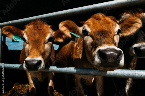 portrait of a brown jersey cow in a modern barn close photo