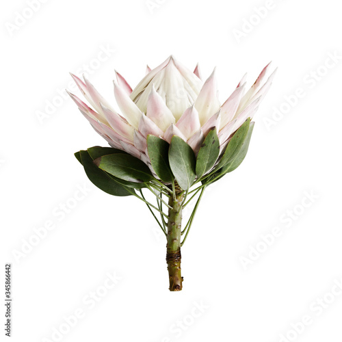 King Protea Isolated on a white background