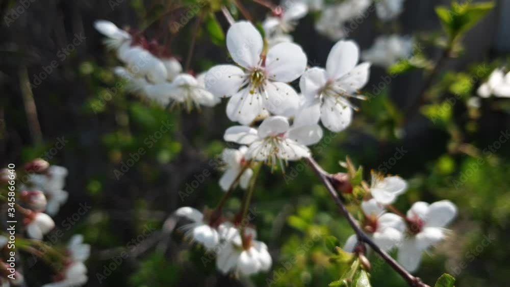 cherry blossoms close-up, a blooming tree on a bright Sunny day, the awakening of nature cherry blossoms close-up, a blooming tree on a bright Sunny day, the awakening of nature