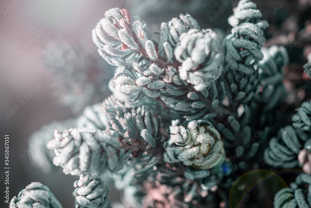succulent plant covered with hoarfrost on blurred background