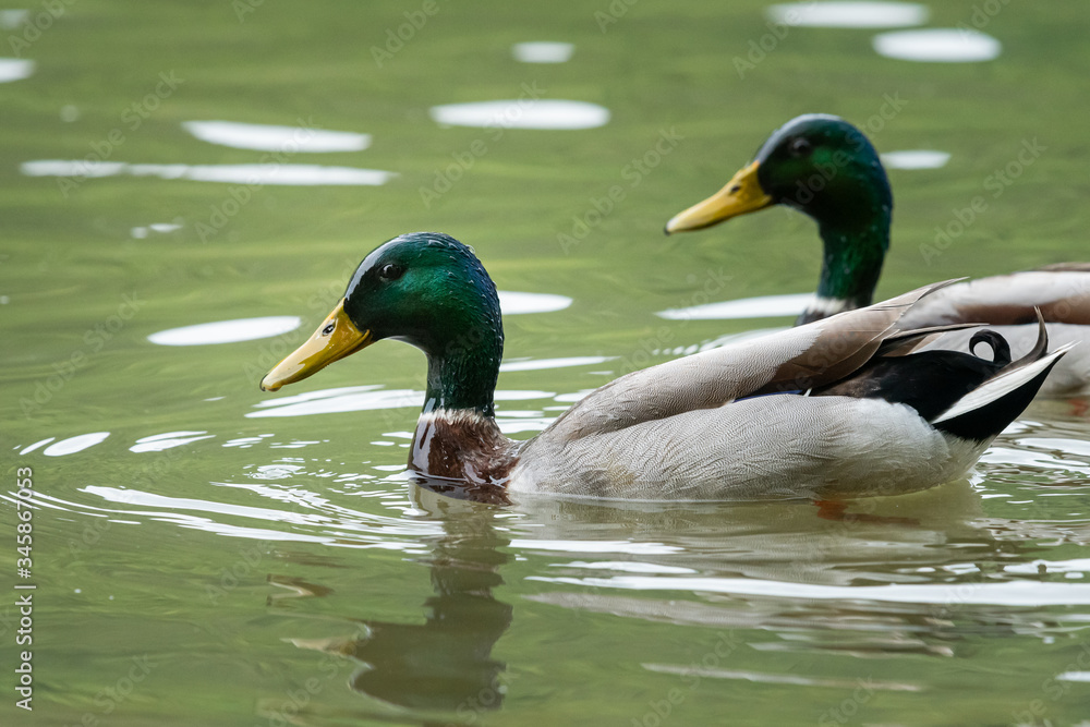 Fototapeta premium Two male mallards swimming on a river in springtime