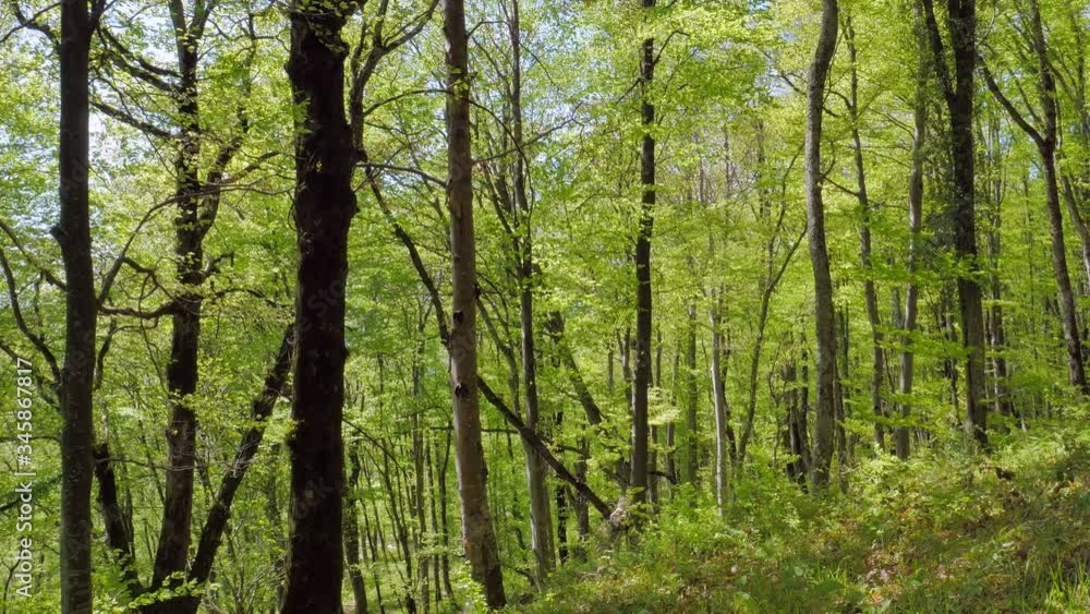 Sunny day in the spring forest. Young leaves on the trees and green grass underfoot. Beautiful forest landscape. Sunny day in the spring forest. Young leaves on the trees and green grass underfoot. Beautiful forest landscape.