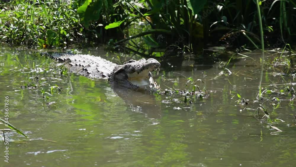 A Wide shot of Mugger or Marsh Crocodile is basking in the morning sun to warm us as these reptiles are cold blooded and need the suns heat to warm up , found around jungles of Western Ghats of India A Wide shot of Mugger or Marsh Crocodile is basking in the morning sun to warm us as these reptiles are cold blooded and need the suns heat to warm up , found around jungles of Western Ghats of India