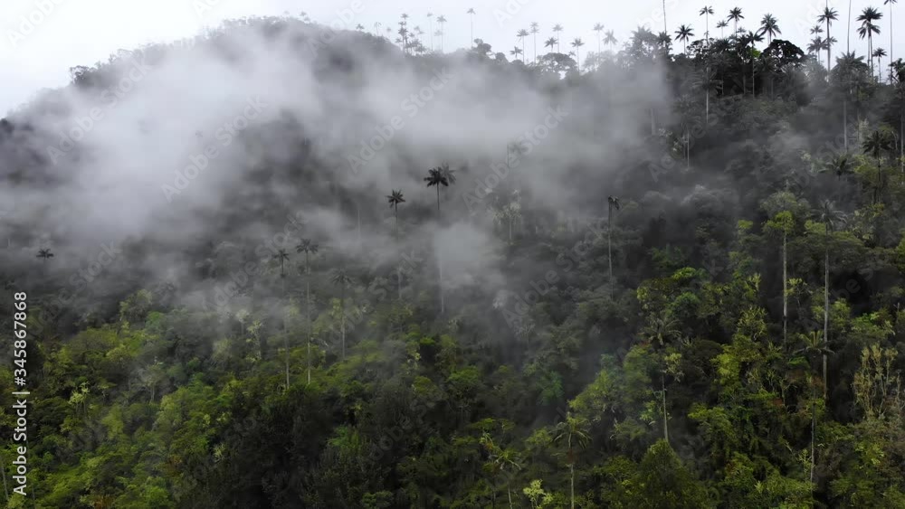 Unreal scenery with mountains filled with tall palm trees covered in fog, aerial Unreal scenery with mountains filled with tall palm trees covered in fog, aerial