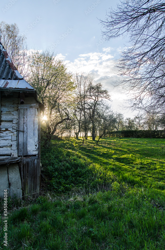 Fototapeta premium ogród sad 