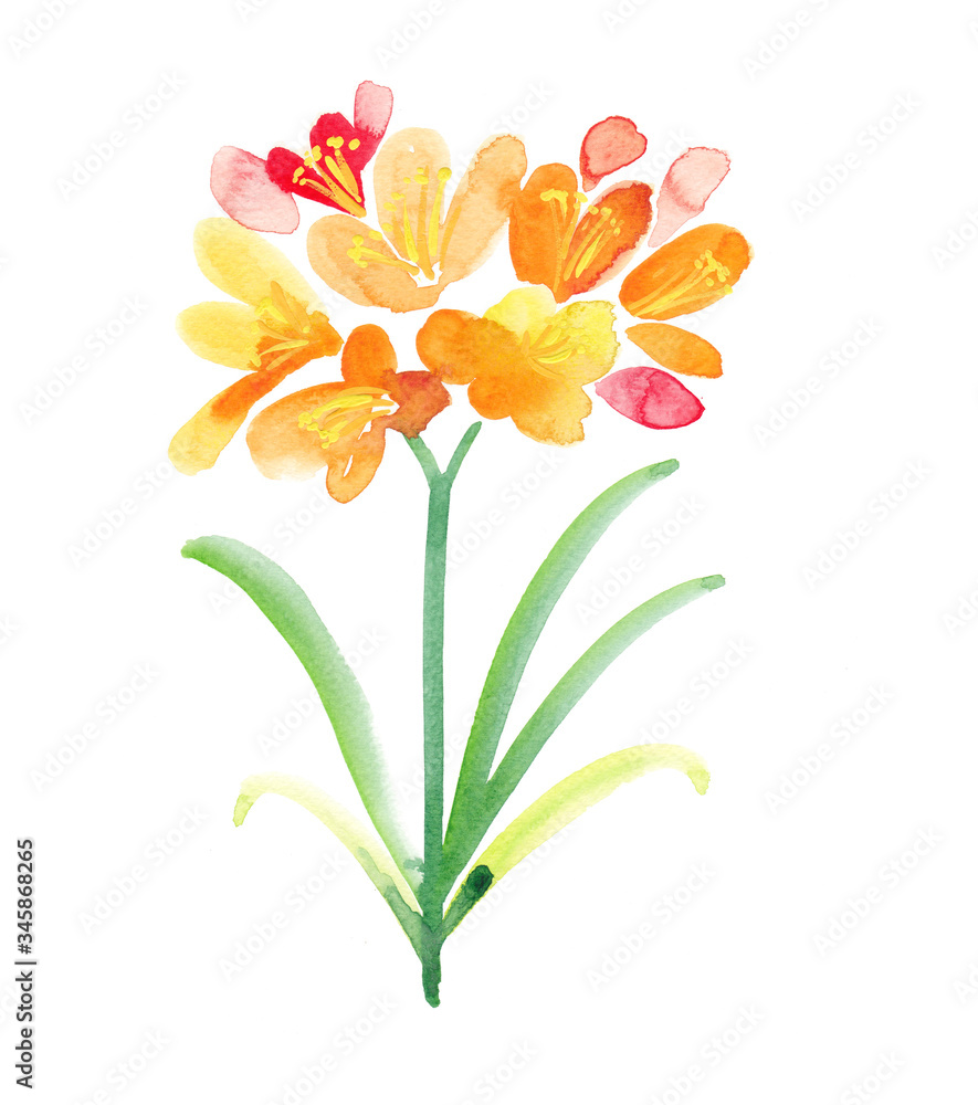 Naklejka premium Watercolor Clivia painted in yellow and orange